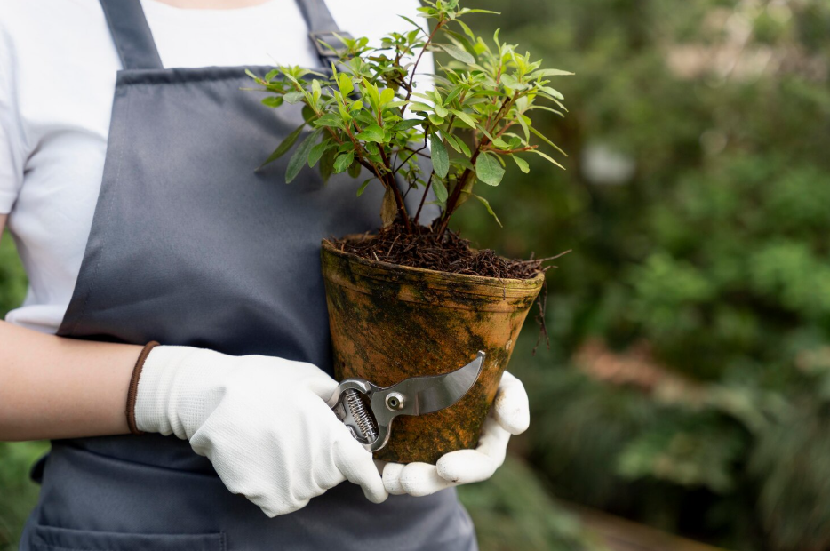 Cómo y cuándo podar las plantas de interior sin dañarlas